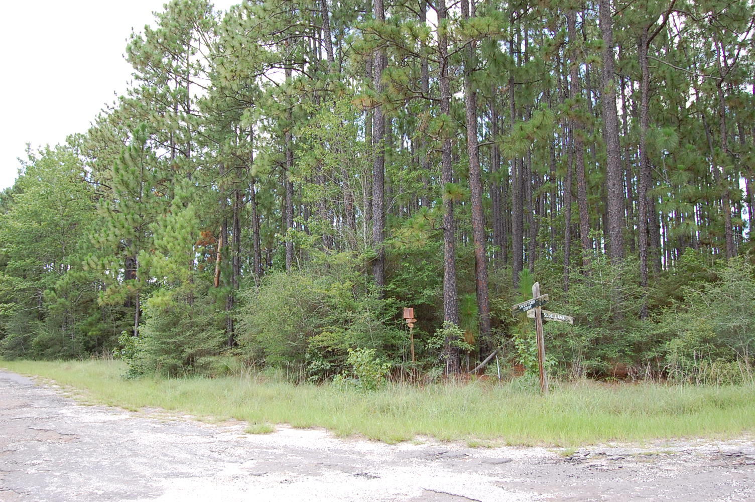 Wooded Eastern Texas Property LandCentral