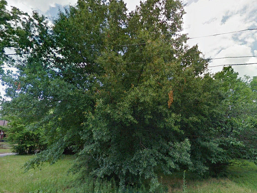 Treed lot in Montgomery Alabama - Image 3