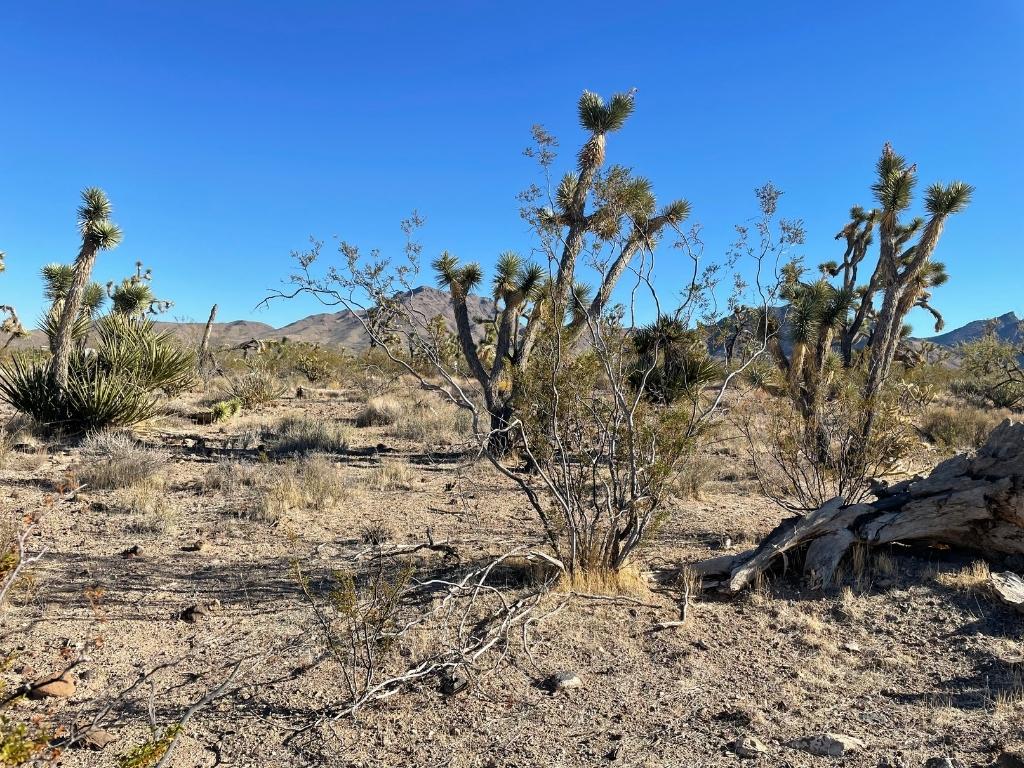 Build Your Future Today In Lake Mohave Ranchos LandCentral