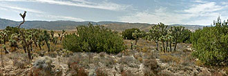 Almost two acres in the Antelope Valley part of the Mojave Desert.