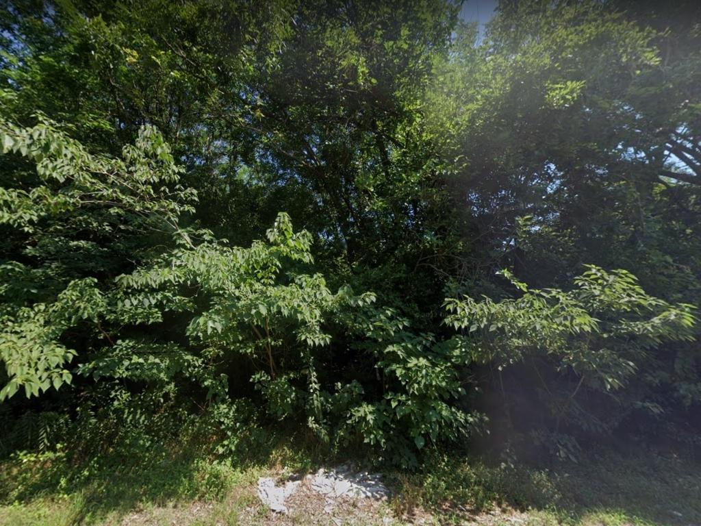 Undeveloped Residential Lot in Albany - Image 3