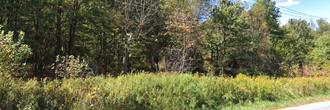 Large buildable private wooded homesite on paved road with power
