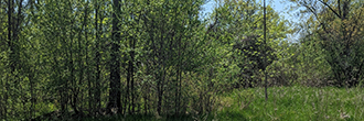 Enjoy privacy, trees, neighborhood and vibrant city