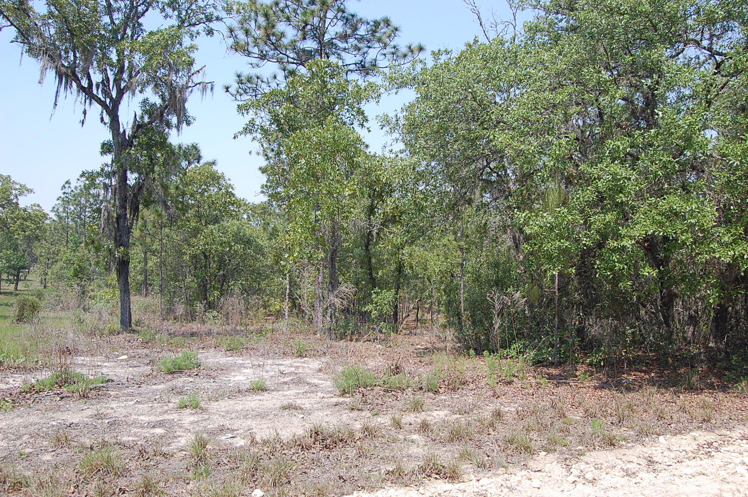 1.25 Acre Property About 45 Minutes SW of Gainesville LandCentral