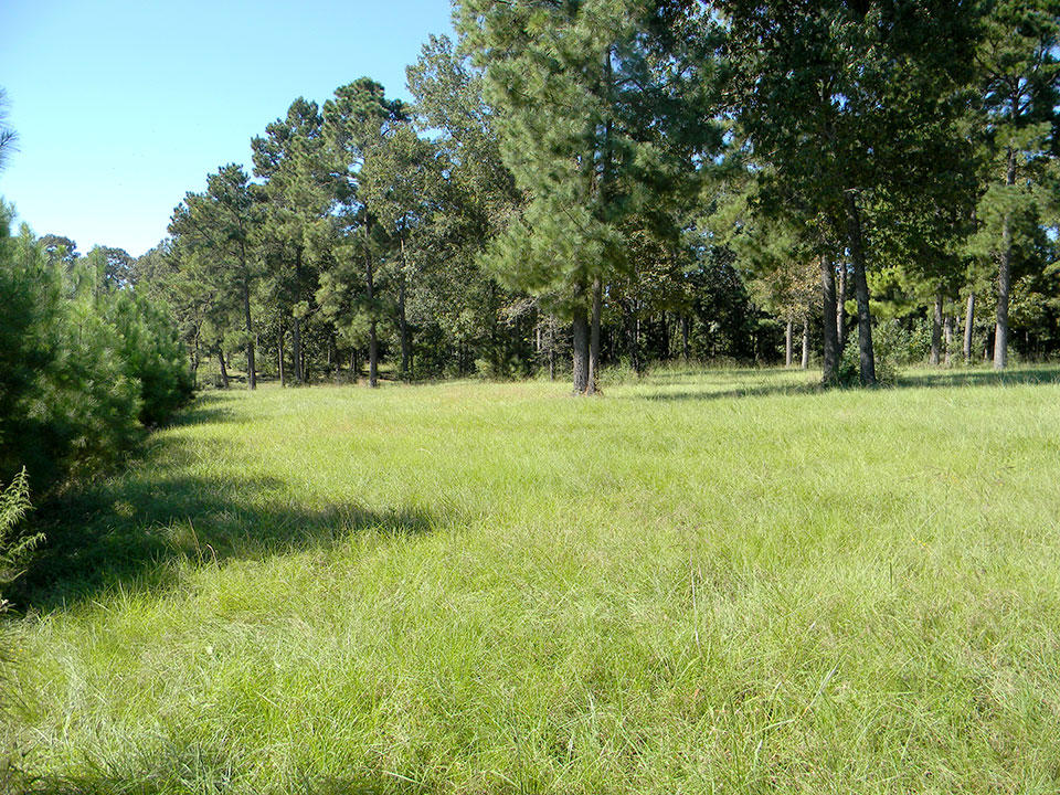 Enjoy the Peace and Quiet from Your Trinity Plantation LandCentral