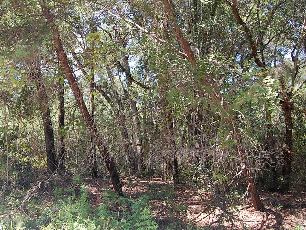 Acreage Property in Rural Area Close to Orlando LandCentral