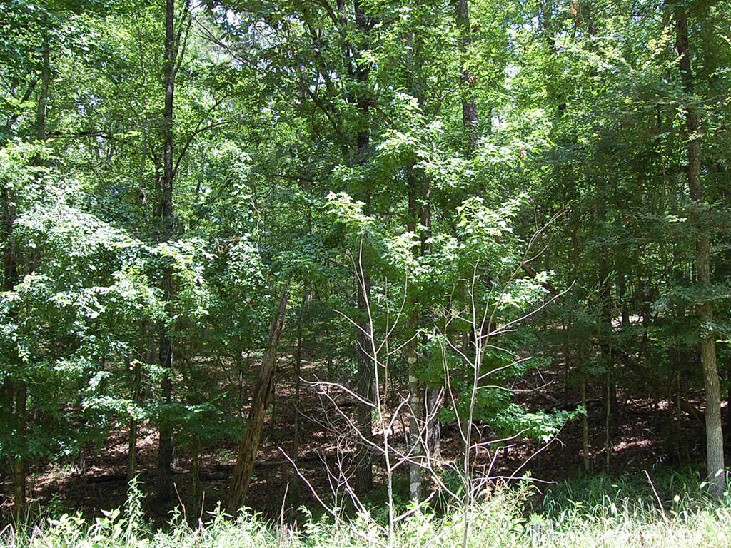 Beautiful Property Near Lake Catherine LandCentral