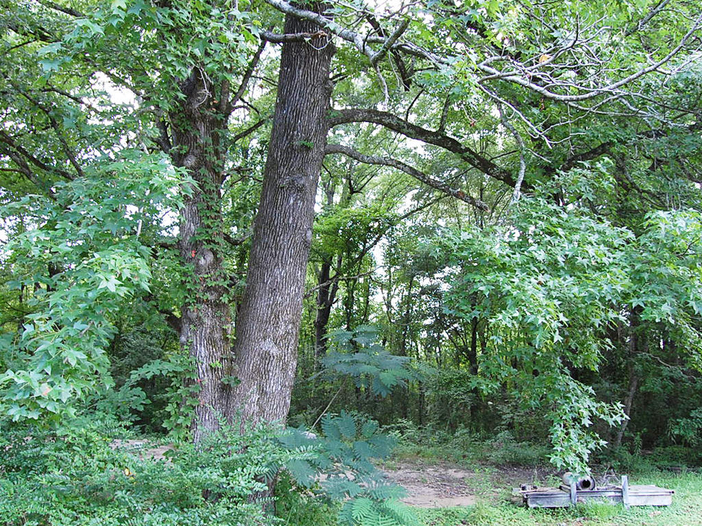 Vast Cheap Carthage Arkansas Homesite LandCentral