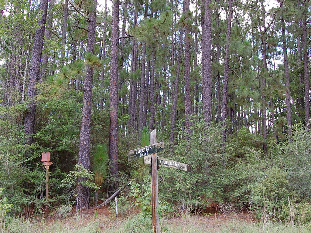 Wooded Eastern Texas Property LandCentral