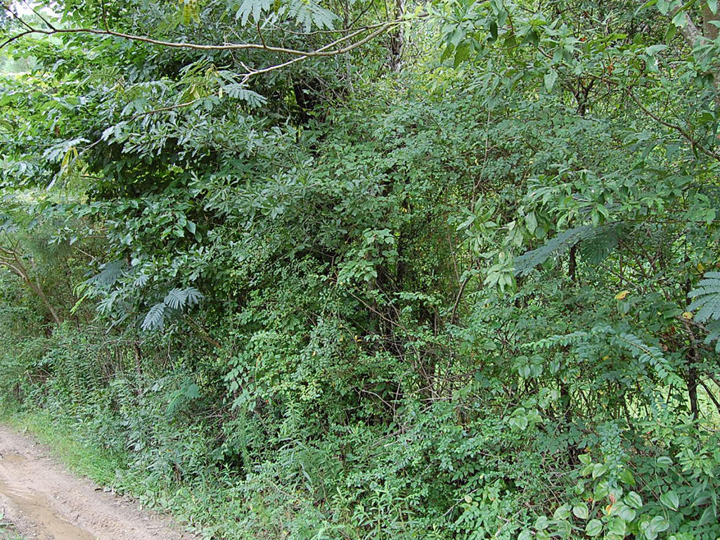 Nearly 1 Acre Near Coosa River - Image 3