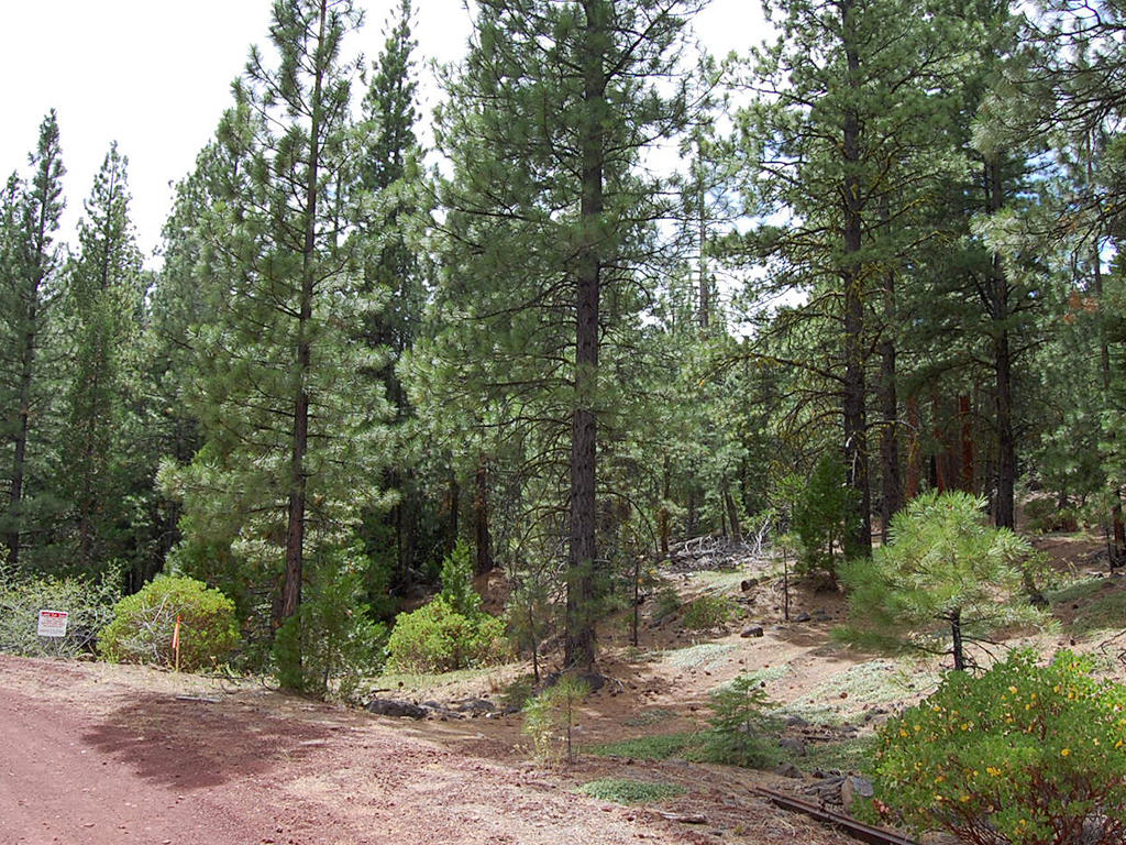 Double Wooded California Pines Lot LandCentral