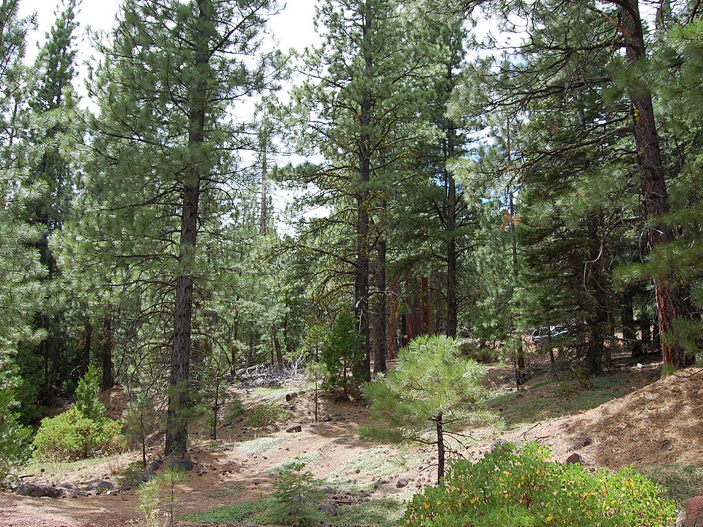 Double Wooded California Pines Lot | LandCentral