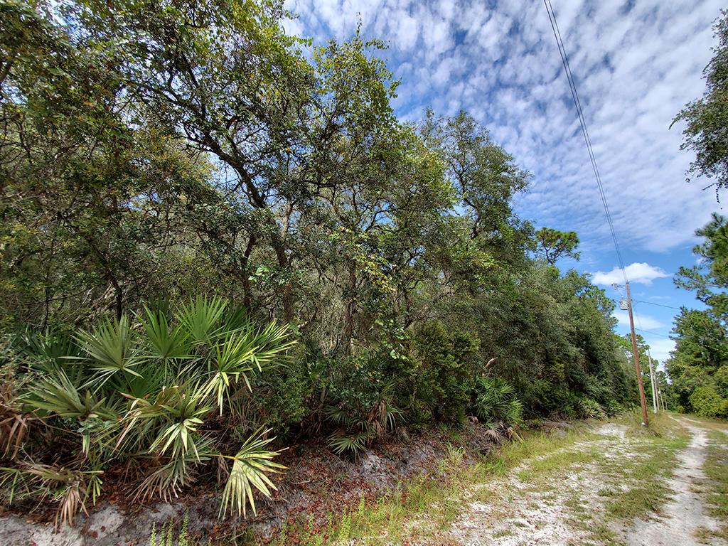 Affordable Florida Lot in Popular Marion County Florida - Image 3